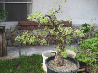 bonsai,bonsaj-DUB 1 - 6