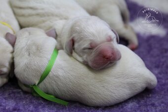 Labrador retriever  s rodokmeňom pôvodu - 6