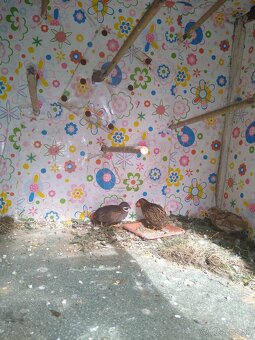 Predám prepelice činske - 6