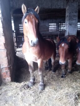 Predám 7 ťažnych zrebcov - 6