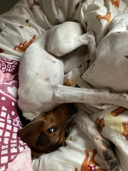 Jack russel terier potkaniar - 6