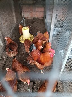 Násadové vajcia - 6