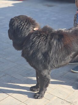 Stredoazijsky ovčiak - 6