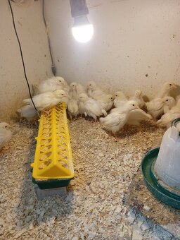 Leghorn, Vlaška jarabičia - 6