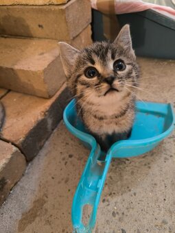 HĽADÁME SI DOMOV U LÁSKAVÉHO ČLOVIEČIKA - 6