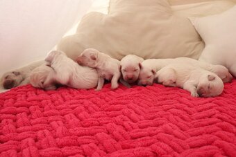 Zlatý retriever/ Golden retriever - 6