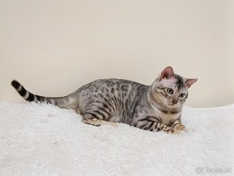 Na predaj strieborná bengálska mačka. - 6