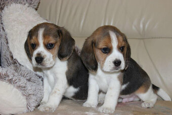Beagle - szczeniaczki ZKwP - 6
