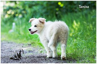 Border Collie Border Kolia s PP FCI barva ee red - 6
