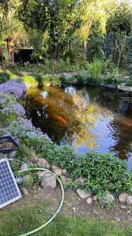 Jazierkové rybyčky karas,koi,závojnatka - 6