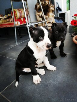 American Bully XL - posledné šteniatko 9 týžd. - 6