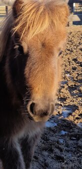 Predam shetlad ponika - 6