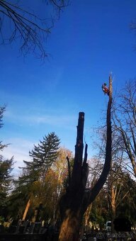 Výrub a orez stromov, arboristické práce - 6