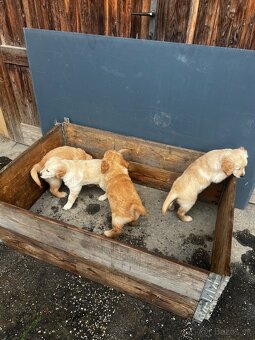 Zlatý Retriever - 6