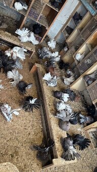 Holuby - Páviky - 6