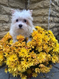 Yorkshirsky terier, yorkshirsky terier mini, biewer - 6