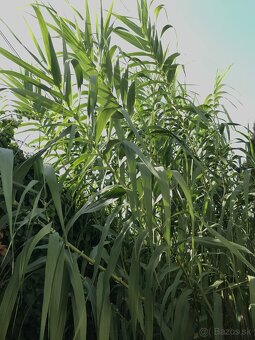 Predám BAMBUS, Bambusovú hľúzu - 6