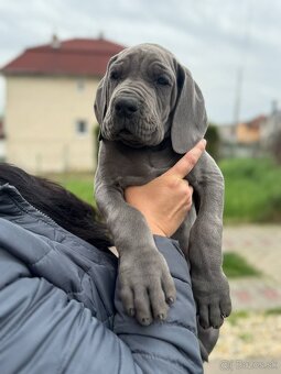 Šteniatka nemecká doga modrá - 6
