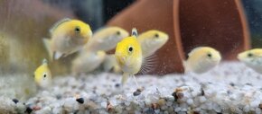 🟡✨️Labidochromis Caeruleus Yellow✨️🟡 - 6