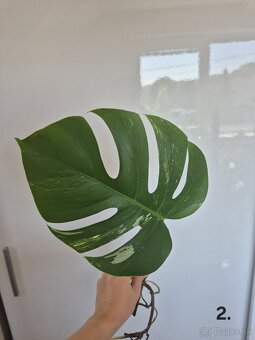 Monstera Albo Variegata - odrezok - 6