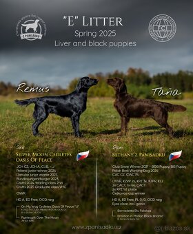 Flat coated retriever - štěňátka s PP se zajímavým rodokmene - 6