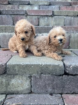 Maltipoo,pudel,maltezak,pudlik - 6