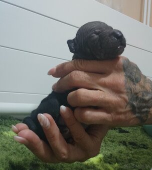 Americký bezsrstý teriér - 6