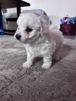 Maltézsky psík - 6