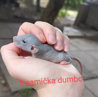 ❤ Exkluzívne dumbo, velveteen, rex potkaníky - 6
