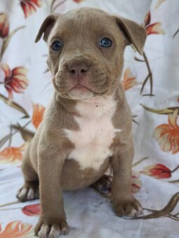 American Bully - 6