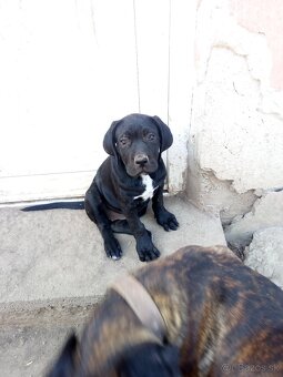 Cane Corso - 6