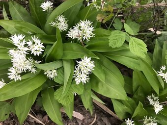 Predám MEDVEDÍ CESNAK - 6