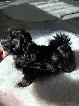 Maltipo,Maltipoo - 6