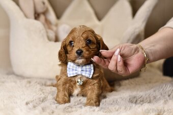 Cavapoo F1 psík hľadá milujúci domov - 6