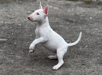 Miniatúrny Bulterier , bullterrier s pp - 6
