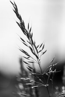 Fujinon 50-230 IOS na Fujifilm - 6