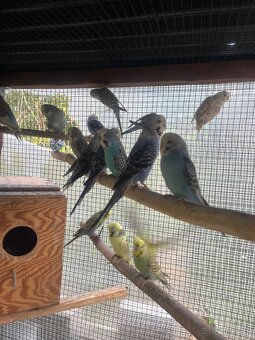 Andulky z volieri - 6