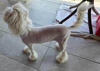 Čínsky chocholatý pes s PP - 6