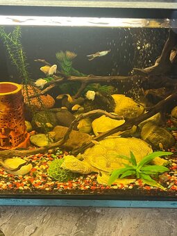 Predám mladé rybičky - 6