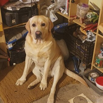 Labrador na krytie - 6