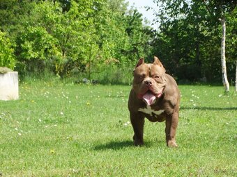 American bully - 6
