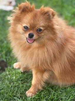 Pomeranian s PP - 6