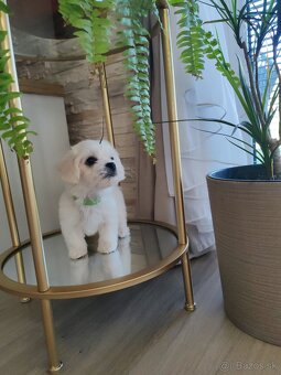 Maltezák šteniatko - 6