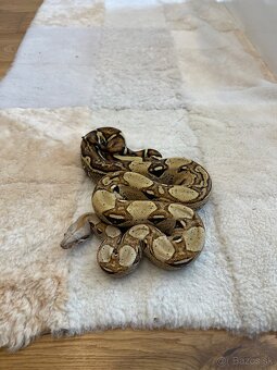 terárium s boa constrictor - 6