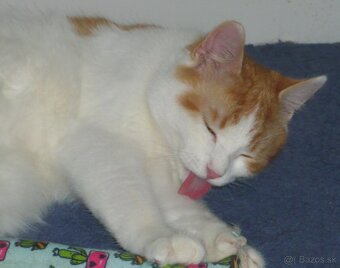 HĽADÁ SA DOBRÁ RODINKA - 6