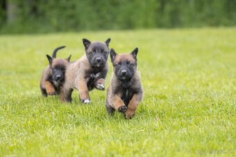 Belgický ovčiak malinois šteniatka s PP rodokmeňom - 6