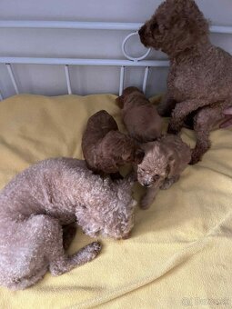 Toy Pudel - 6