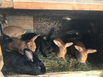 Burgundský a NOS - 6