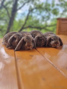 Zdrobnené králiky - barančeky - 6