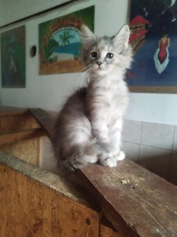 Mainska mývalia mačka - 6